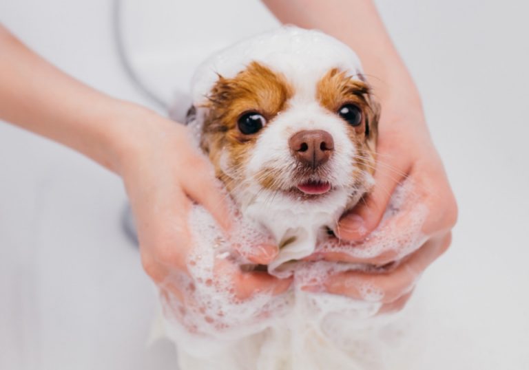 Servicios Peluquería Canina Mundo Belleza Kiwoko Mundo Belleza