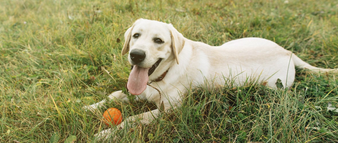 como identificar al labrador