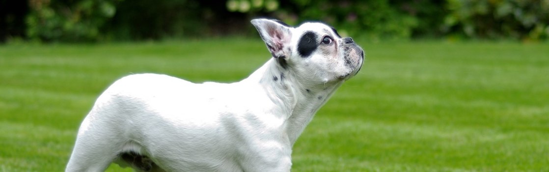 Cuántos cachorros puede tener un bulldog francés?