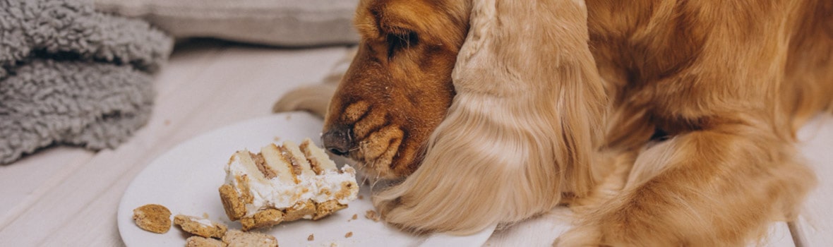 los cacahuetes crudos son buenos para los perros