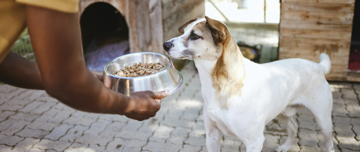 la comida para gatos es mala para los perros enlatada