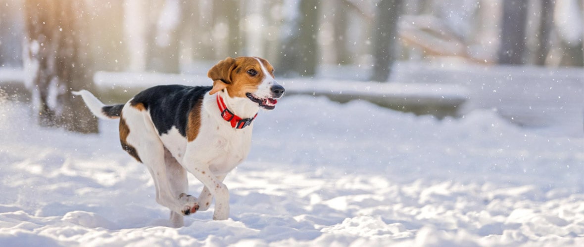 puedo sacar a mi perro a la nieve