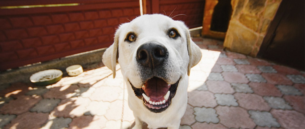 como hago para que mi perro deje de ladrar cuando salgo de casa