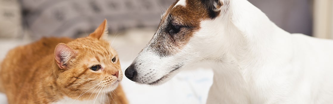 Beneficios de introducir comida húmeda en la dieta de perros y gatos -  Tienda Veterinaria Blog