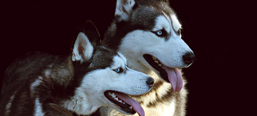 cómo cuidar adecuadamente a un husky.