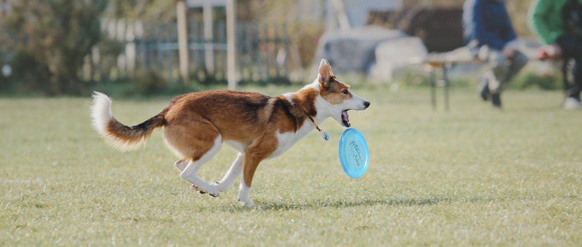 Juegos con perros para divertirte: Disc Dog y tira y afloja