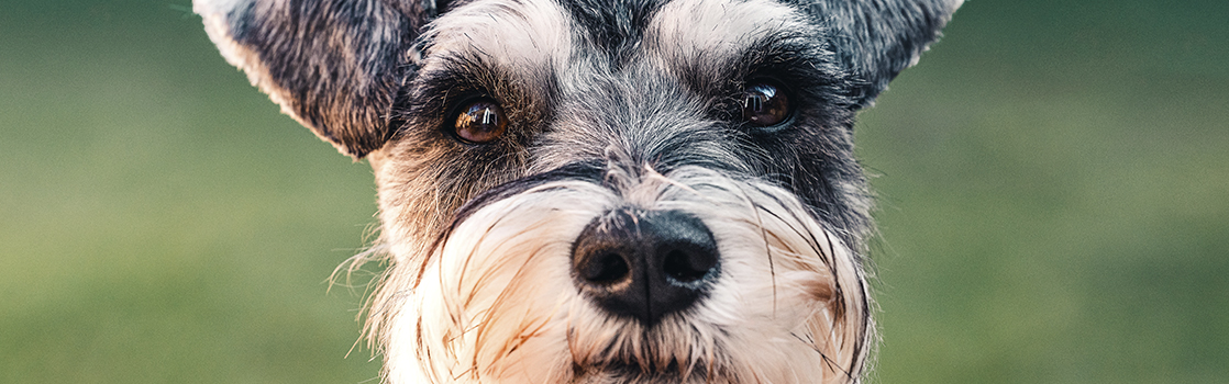 cuánto ejercicio necesita un cachorro schnauzer miniatura