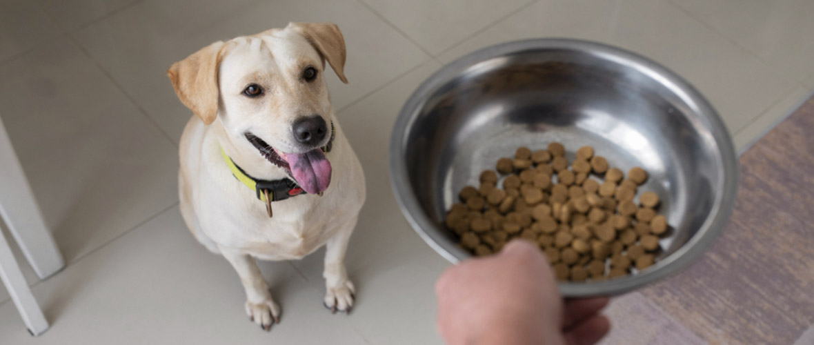 es mejor la comida seca para perros