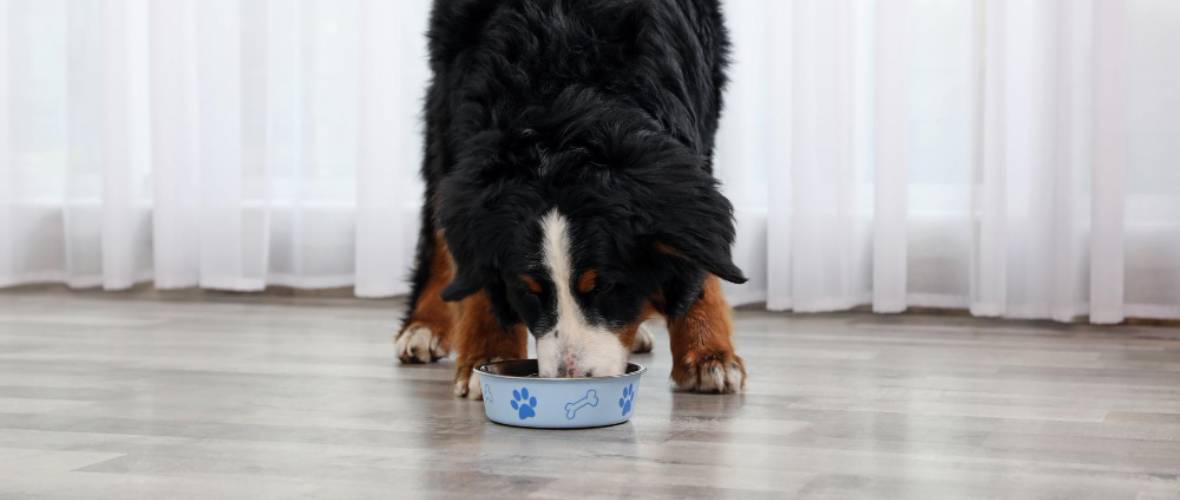 El mejor pienso para perros de raza gigante: Guía completa para alimentar a los más grandes de la casa