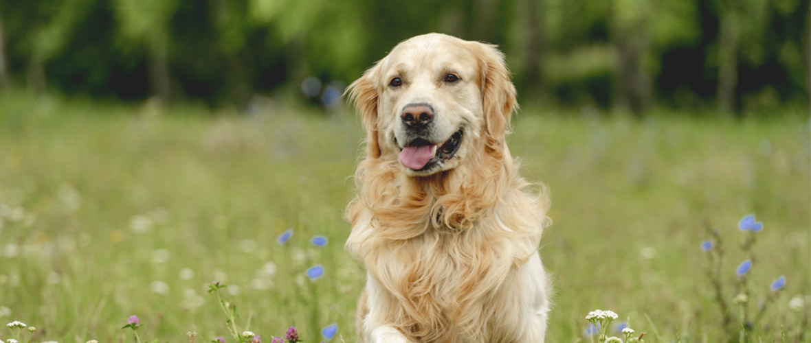 que comida es mejor para los golden retrievers