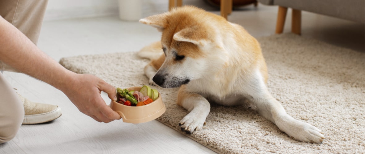 la comida para cachorros es buena para perros mayores