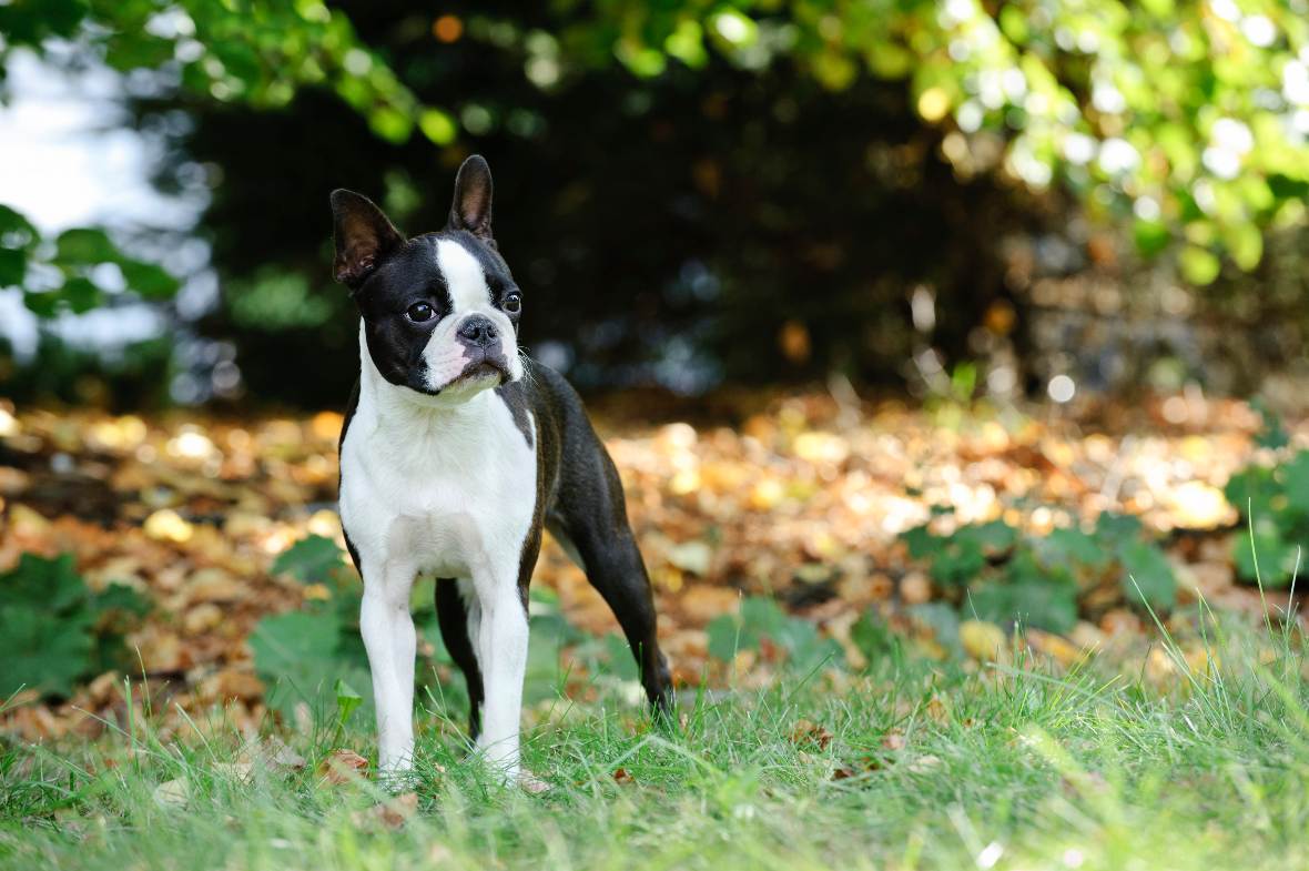 los boston terrier pueden tener cachorros naturalmente