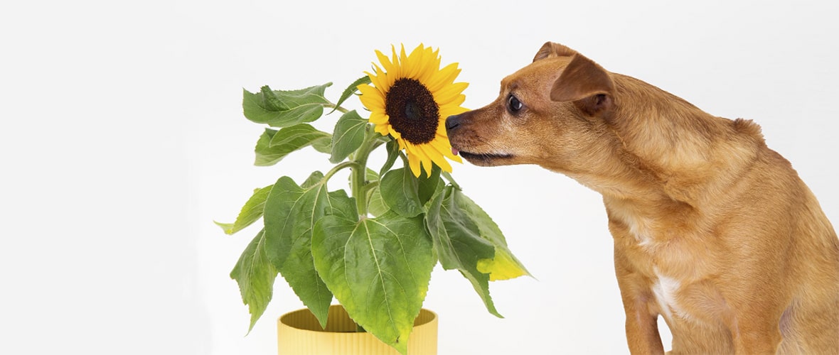 son las semillas de girasol venenosas para los perros