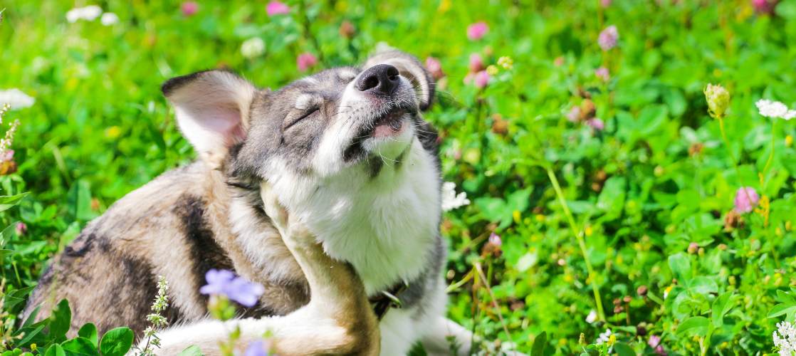 la carne de res puede causar alergias en los perros