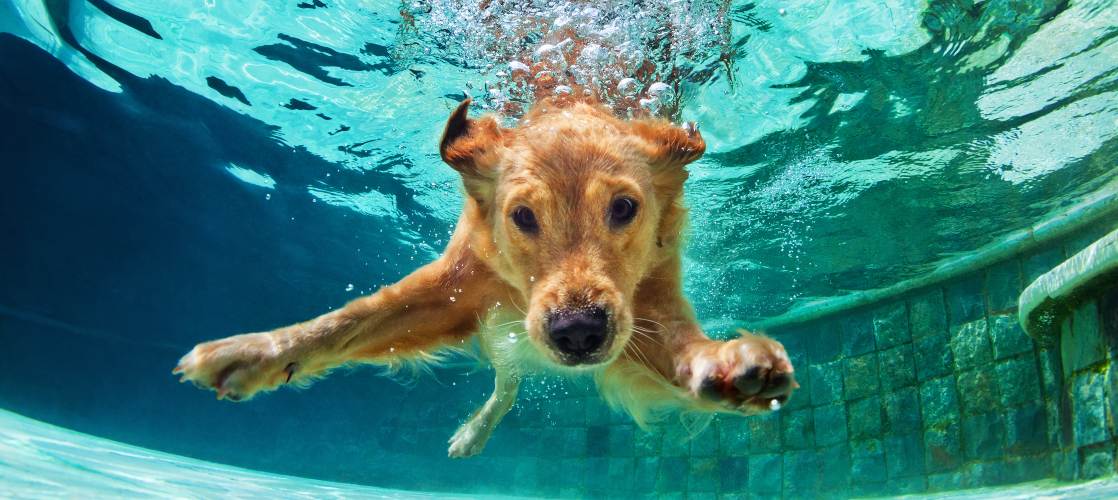 Las mejores piscinas para perros de Madrid