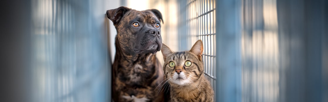 puede un gato morder matar a un perro