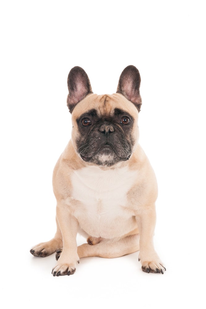 Perros Bulldog francés: ¿por qué son tan delicados durante su crianza? -  Gente - Cultura 
