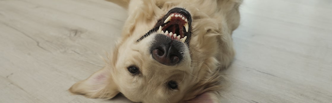 que le puedo dar a mi perro para que le huela mejor el aliento