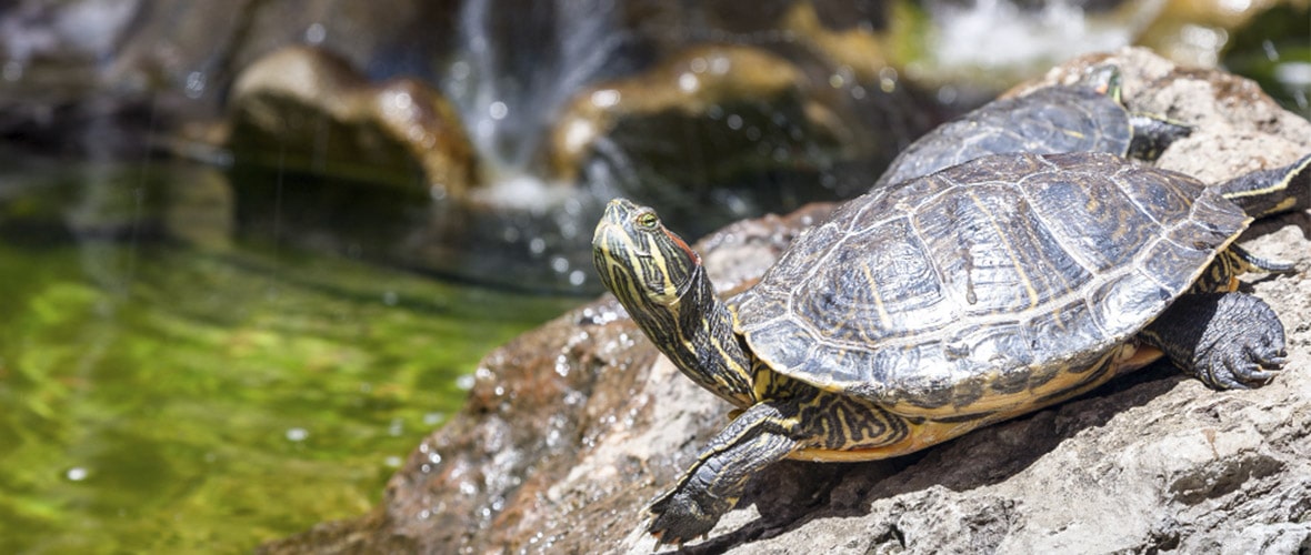 Cómo cuidar a tu tortuga acuática?