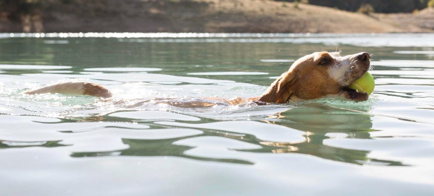 está bien dejar a tu perro sin agua