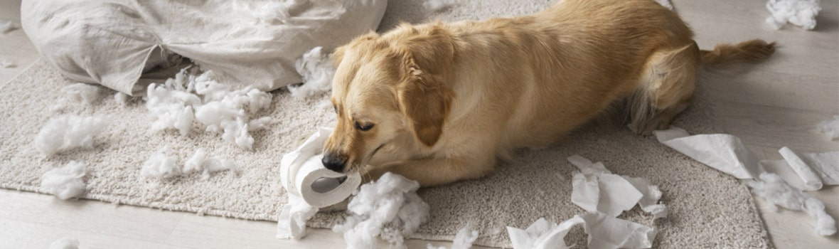 pueden los perros atragantarse con los huesos