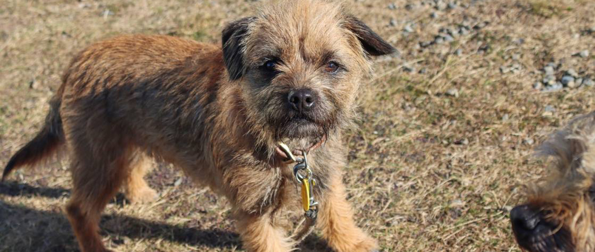 por qué los border terrier necesitan pelado