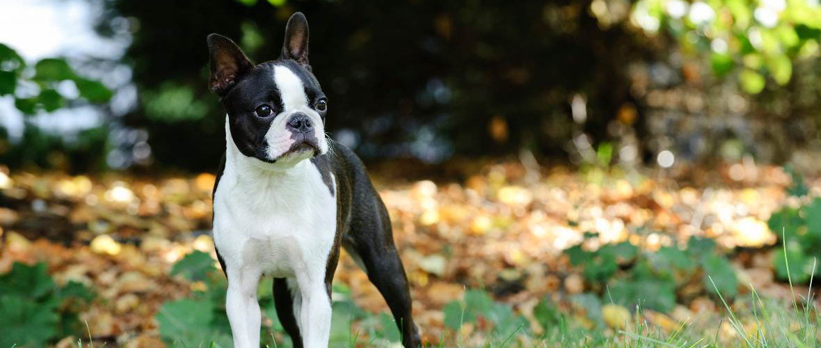 de que esta hecho un boston terrier