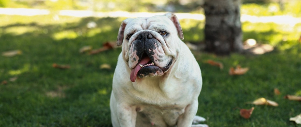 como cuidar a un bulldog britanico