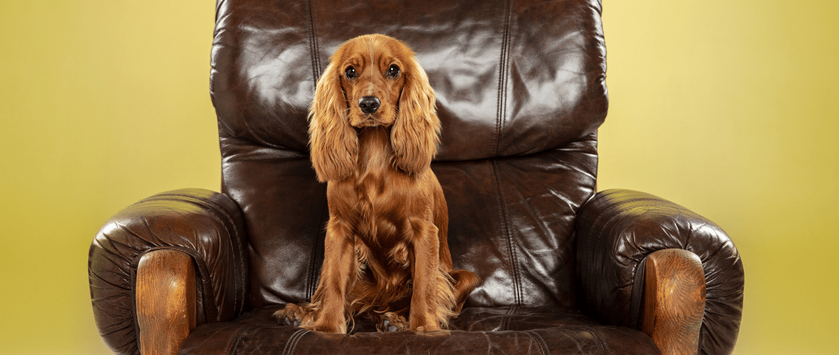 qué tipo de juguetes para perros le gustan a un cocker spaniel inglés