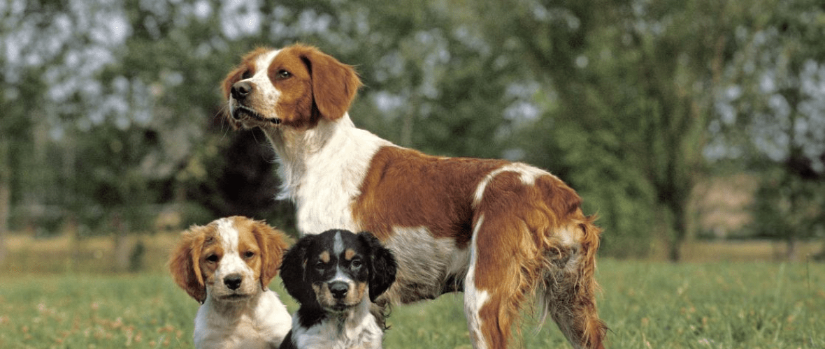 mezcla beagle spaniel bretaña