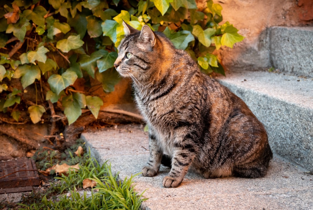 Obesidad en gatos: cómo identificarla y tratarla