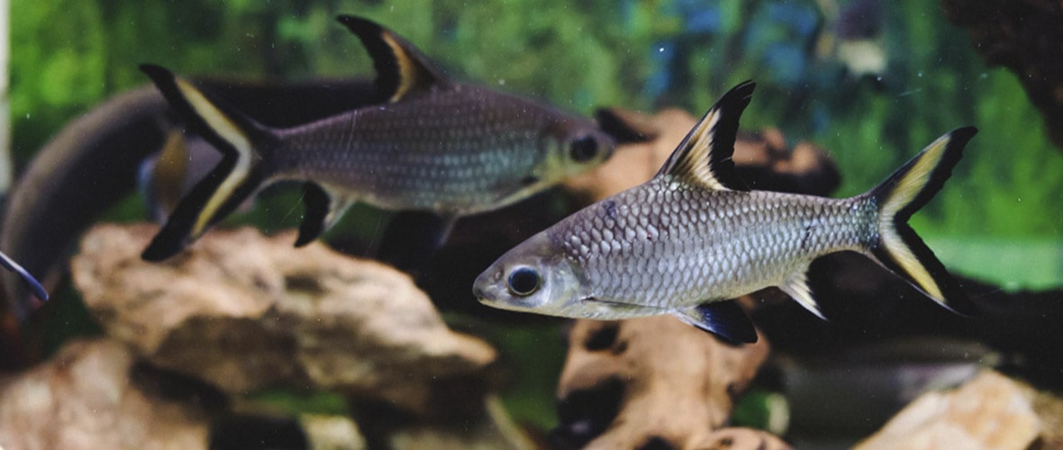 alimento para peces de tiburon de acuario