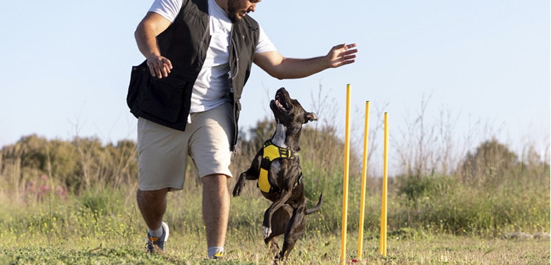 agility deportes con perros