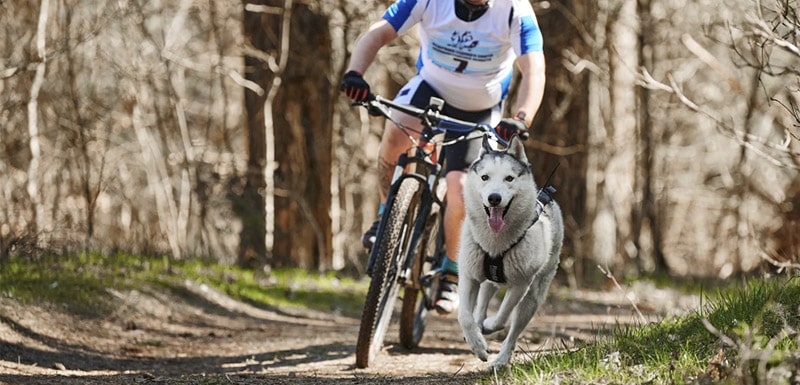 bikejoring deportes con perros