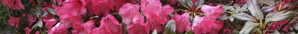 azalea planta venenosa gatos