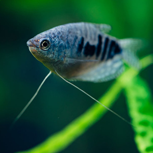 Gourami azul y oro