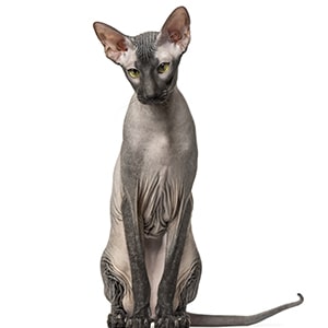 los peterbald sueltan pelo