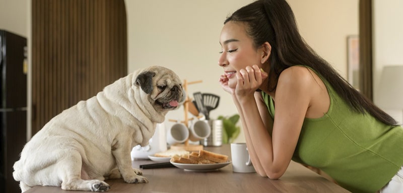 comida natural para perros