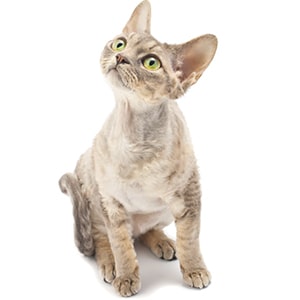 los devon rex sueltan pelo