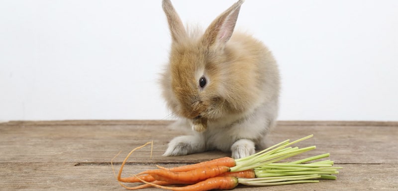 Guía completa de la alimentación de los conejos