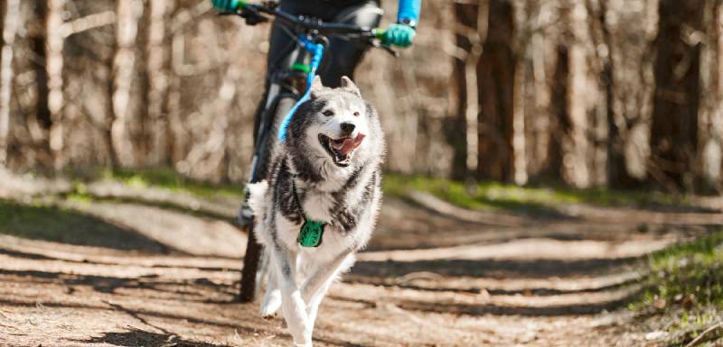 bikejoring que necesito