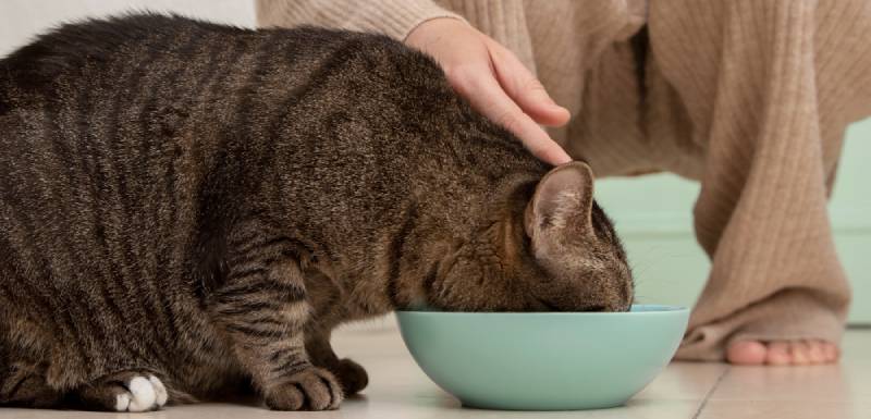 mi gato necesita pienso sin cereales