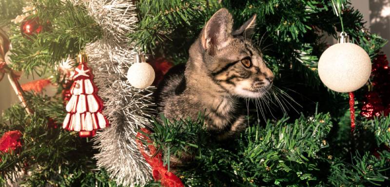 árbol de navidad gatos