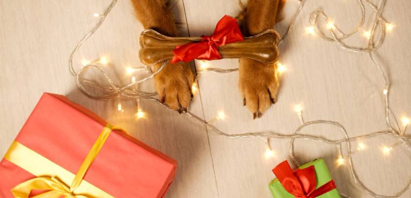 descubre regalos de reyes para perros