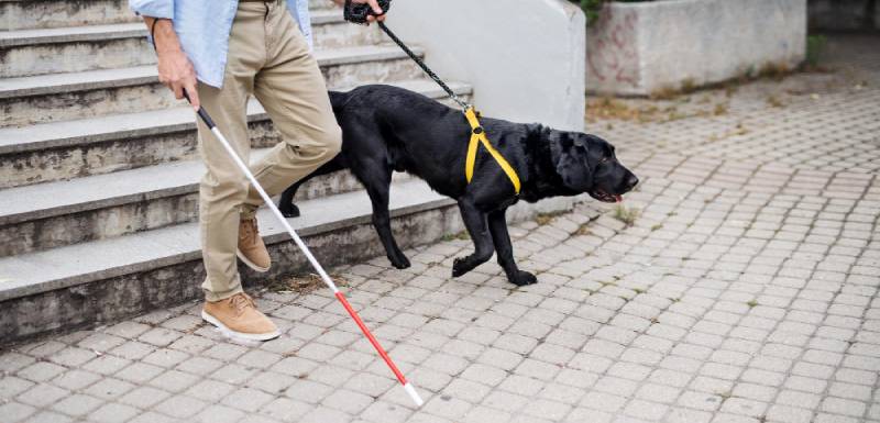 perros de trabajo de asistencia