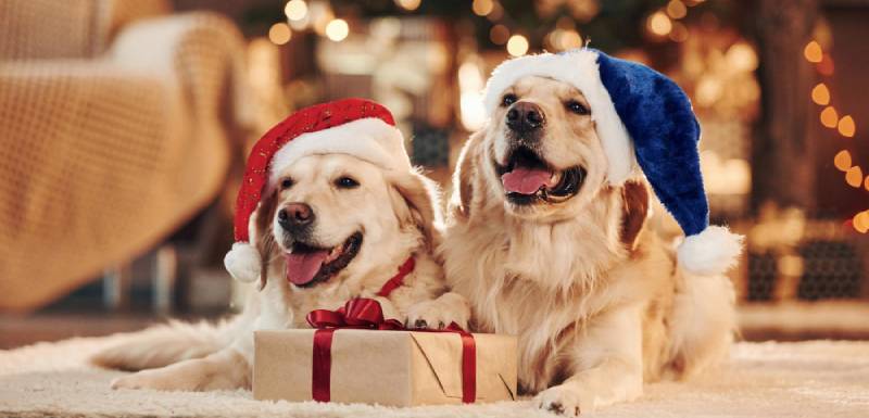 especial navidad para perros