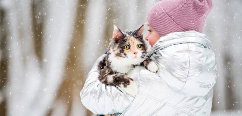 alimentacion frio gato