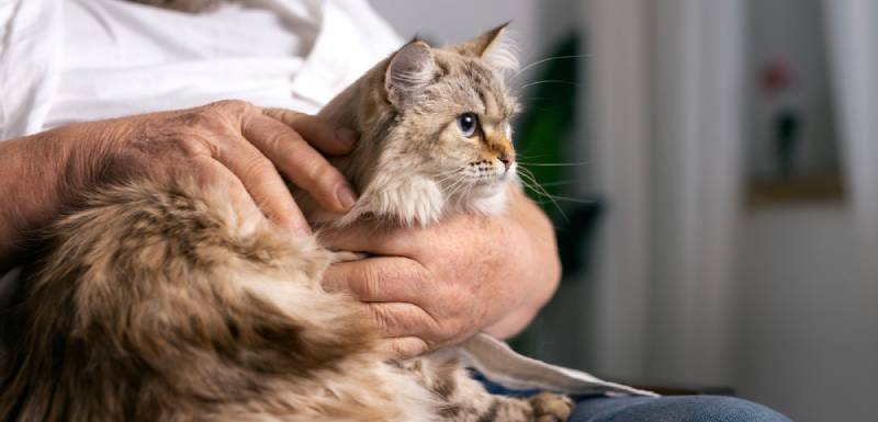 ventajas de adoptar a un gato adulto