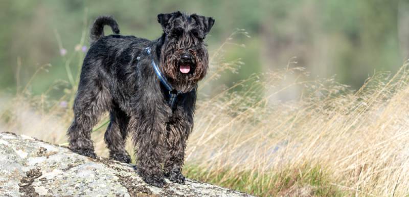 perros hipoalergénicos kerry blue terrier