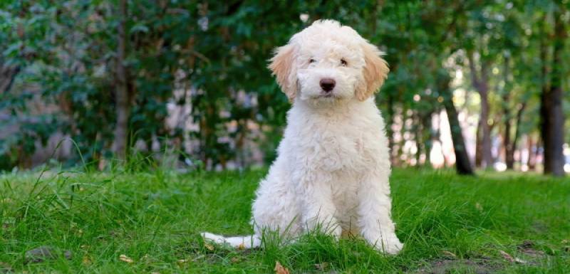 perros hipoalergénicos lagotto